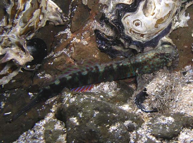 Cristatogobius gobioides